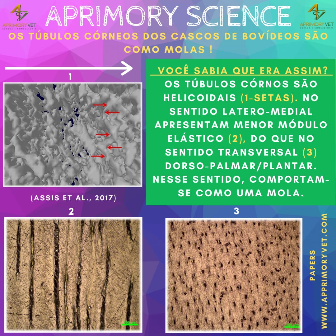 Os túbulos córneos dos cascos de bovídeos são como molas! - AprimoryVet